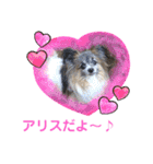 パピヨンのアリス♪（個別スタンプ：1）