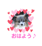 パピヨンのアリス♪（個別スタンプ：2）