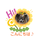 パピヨンのアリス♪（個別スタンプ：3）