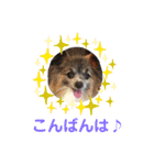 パピヨンのアリス♪（個別スタンプ：4）