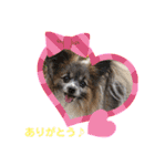 パピヨンのアリス♪（個別スタンプ：7）