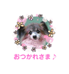 パピヨンのアリス♪（個別スタンプ：9）