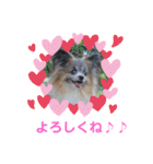 パピヨンのアリス♪（個別スタンプ：10）