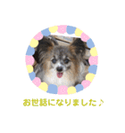 パピヨンのアリス♪（個別スタンプ：11）