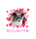 パピヨンのアリス♪（個別スタンプ：12）