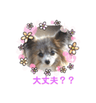 パピヨンのアリス♪（個別スタンプ：13）