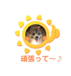 パピヨンのアリス♪（個別スタンプ：14）