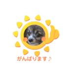 パピヨンのアリス♪（個別スタンプ：15）