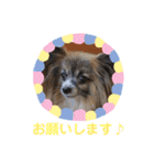 パピヨンのアリス♪（個別スタンプ：16）