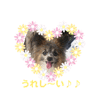 パピヨンのアリス♪（個別スタンプ：17）