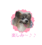 パピヨンのアリス♪（個別スタンプ：18）