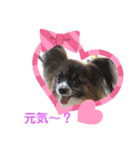 パピヨンのアリス♪（個別スタンプ：19）