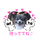 パピヨンのアリス♪（個別スタンプ：21）