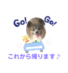 パピヨンのアリス♪（個別スタンプ：22）