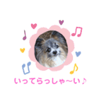 パピヨンのアリス♪（個別スタンプ：23）