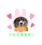 パピヨンのアリス♪（個別スタンプ：24）