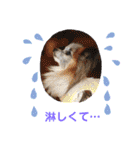パピヨンのアリス♪（個別スタンプ：29）