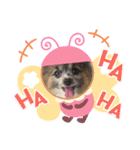 パピヨンのアリス♪（個別スタンプ：32）