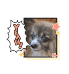 パピヨンのアリス♪（個別スタンプ：34）