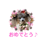 パピヨンのアリス♪（個別スタンプ：35）