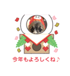 パピヨンのアリス♪（個別スタンプ：37）