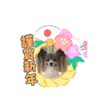 パピヨンのアリス♪（個別スタンプ：38）