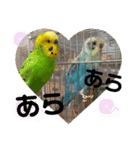 お正月インコ。ぽぽたろう。（個別スタンプ：2）