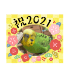 お正月インコ。ぽぽたろう。（個別スタンプ：4）