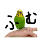 お正月インコ。ぽぽたろう。（個別スタンプ：5）