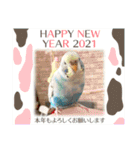 お正月インコ。ぽぽたろう。（個別スタンプ：6）