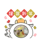 お正月インコ。ぽぽたろう。（個別スタンプ：7）