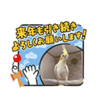 お正月インコ。ぽぽたろう。（個別スタンプ：11）