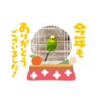 お正月インコ。ぽぽたろう。（個別スタンプ：12）