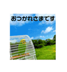 お正月インコ。ぽぽたろう。（個別スタンプ：13）