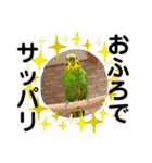 お正月インコ。ぽぽたろう。（個別スタンプ：14）