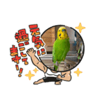 お正月インコ。ぽぽたろう。（個別スタンプ：20）