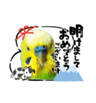 お正月インコ。ぽぽたろう。（個別スタンプ：22）