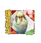 お正月インコ。ぽぽたろう。（個別スタンプ：23）