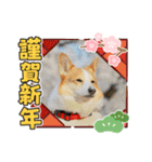 コーギーのプーさん-お正月-（個別スタンプ：1）