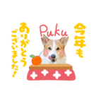 コーギーのプーさん-お正月-（個別スタンプ：8）