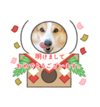 コーギーのプーさん-お正月-（個別スタンプ：9）