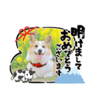 コーギーのプーさん-お正月-（個別スタンプ：11）