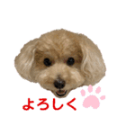 トイプー。ロコのフォトスタンプ3（個別スタンプ：1）