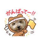 トイプー。ロコのフォトスタンプ3（個別スタンプ：3）