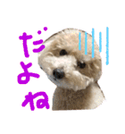 トイプー。ロコのフォトスタンプ3（個別スタンプ：9）