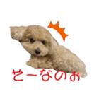 トイプー。ロコのフォトスタンプ3（個別スタンプ：18）