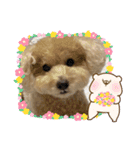 トイプー。ロコのフォトスタンプ3（個別スタンプ：21）