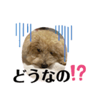 トイプー。ロコのフォトスタンプ3（個別スタンプ：22）