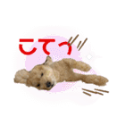 トイプー。ロコのフォトスタンプ3（個別スタンプ：27）