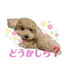 トイプー。ロコのフォトスタンプ3（個別スタンプ：30）